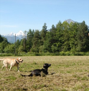Freilaufwiese (Foto Stadtgemeinde Salzburg)